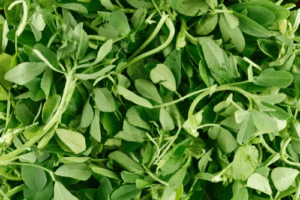 Methi (Fenugreek Leaves)