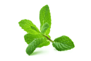 Pudina (Mint)