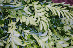 Curry Leaves
